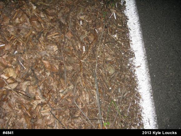 Northern Copperhead