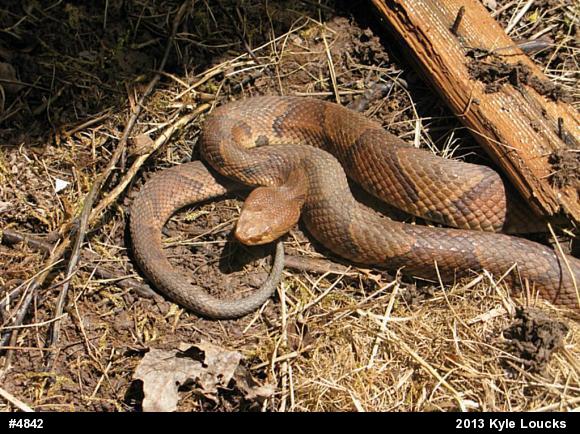 Northern Copperhead