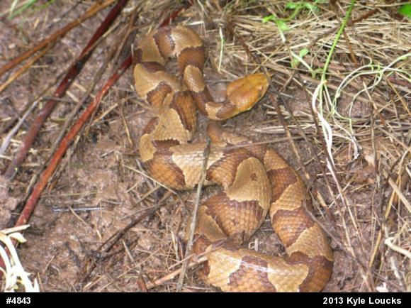 Northern Copperhead