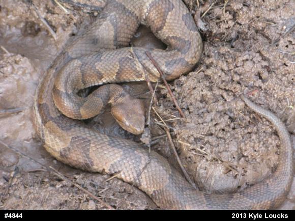 Northern Copperhead