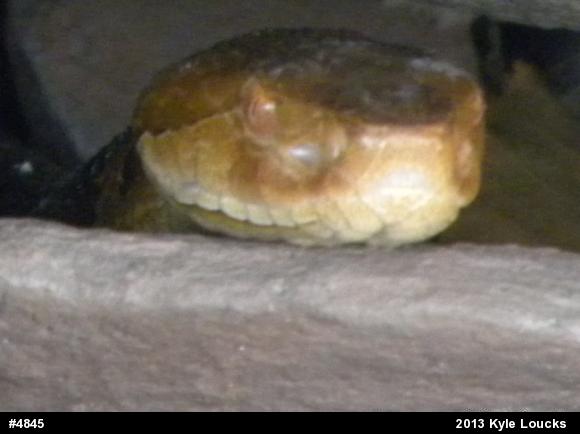 Northern Copperhead