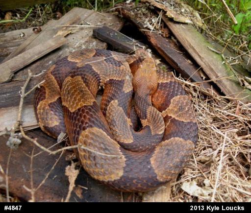 Northern Copperhead