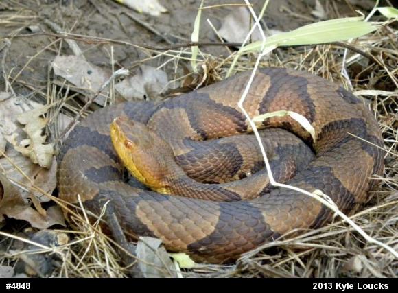 Northern Copperhead