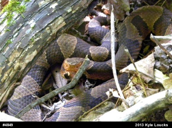 Northern Copperhead