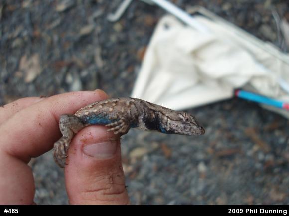 Eastern Fence Lizard