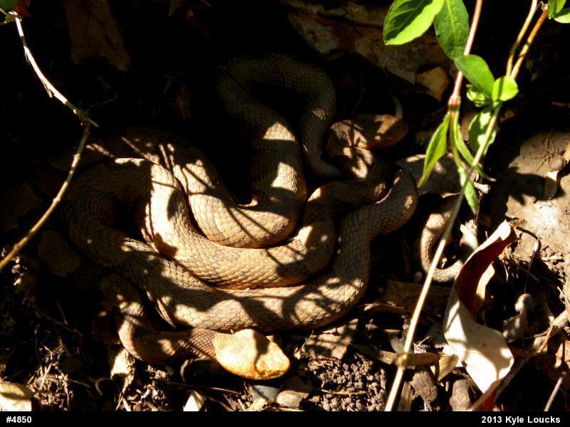 Northern Copperhead
