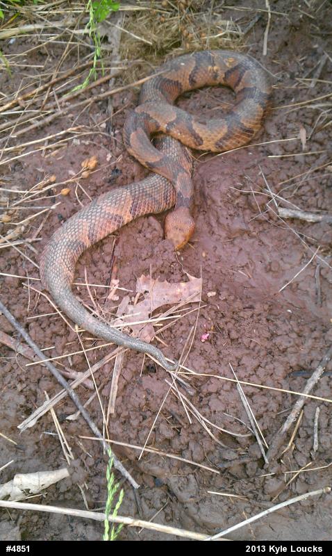 Northern Copperhead