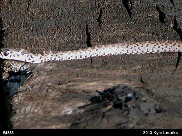 Northern Black Racer