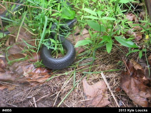 Northern Black Racer