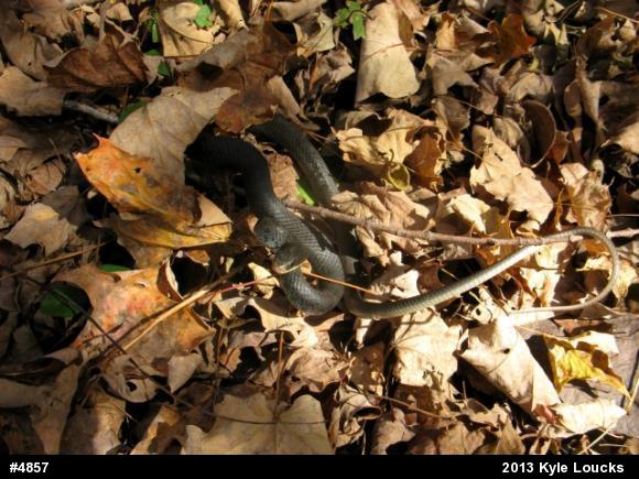 Northern Black Racer