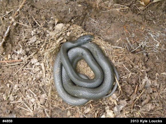 Northern Black Racer