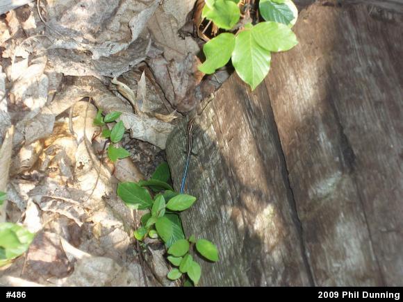 Common Five-lined Skink