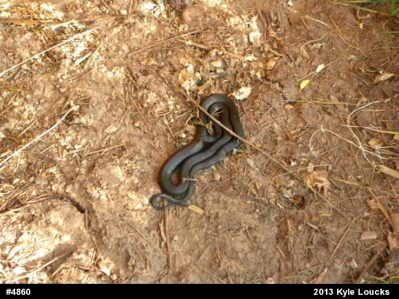 Northern Black Racer