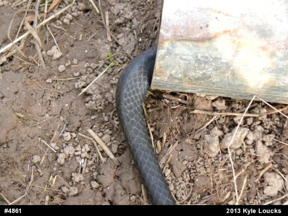 Northern Black Racer