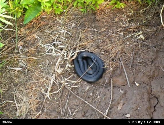 Northern Black Racer
