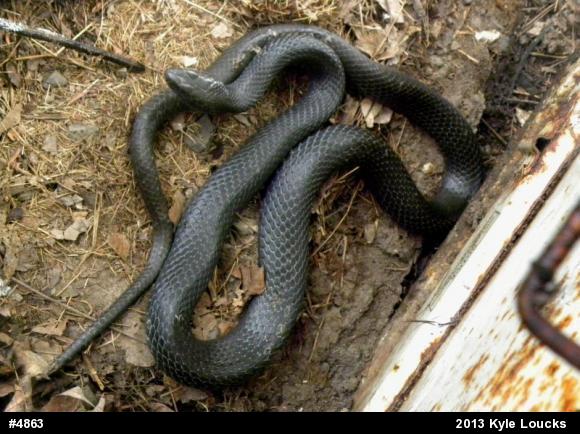 Northern Black Racer