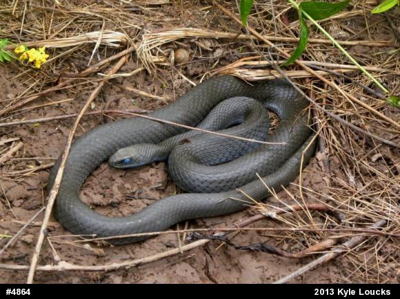 Northern Black Racer