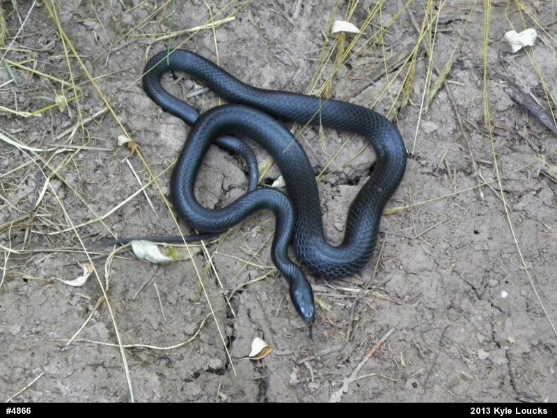 Northern Black Racer