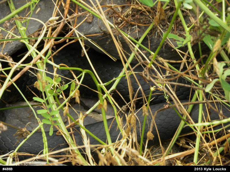 Northern Black Racer