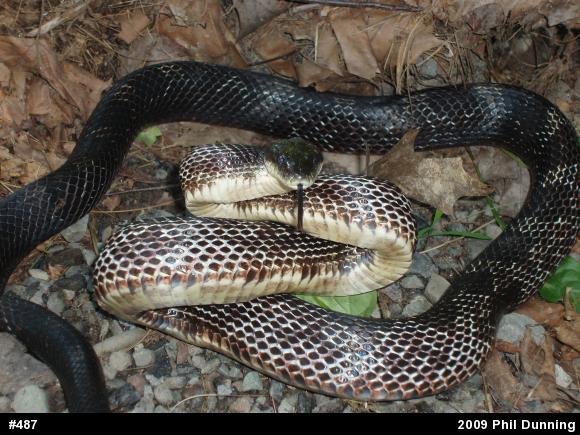 Eastern Ratsnake