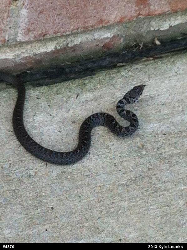 Northern Black Racer