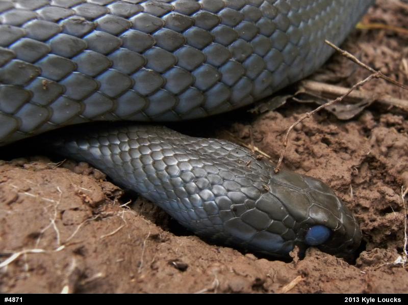 Northern Black Racer