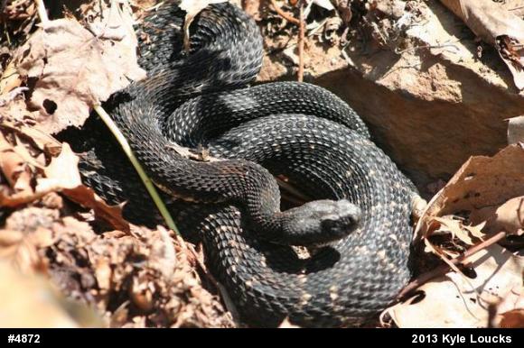 Timber Rattlesnake