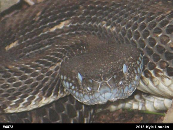 Timber Rattlesnake