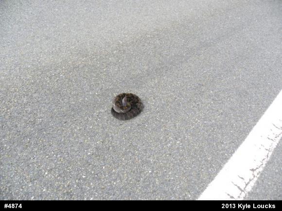 Timber Rattlesnake