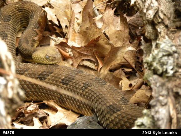 Timber Rattlesnake