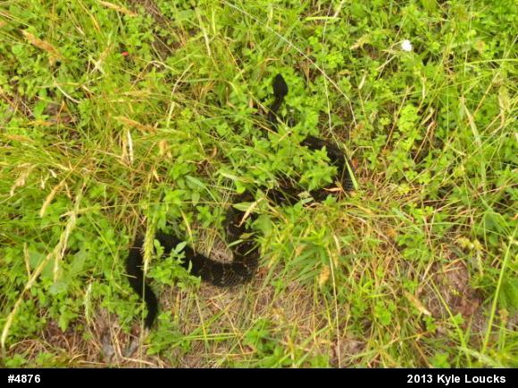 Timber Rattlesnake