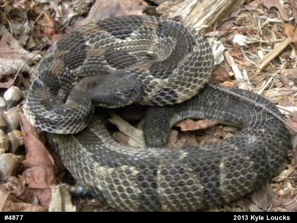 Timber Rattlesnake