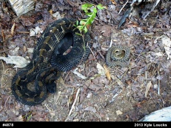 Timber Rattlesnake