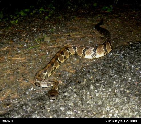 Timber Rattlesnake