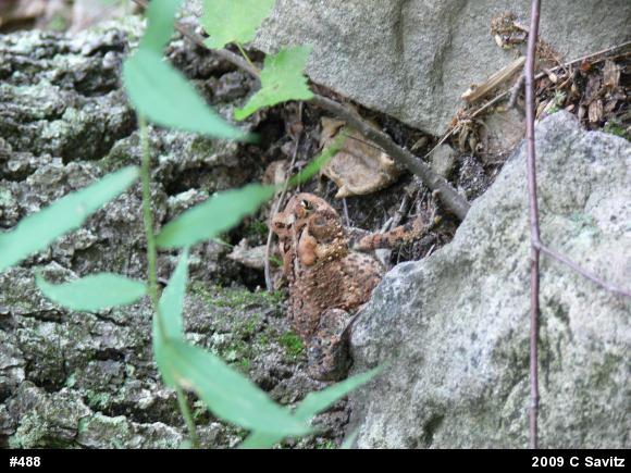 Eastern American Toad