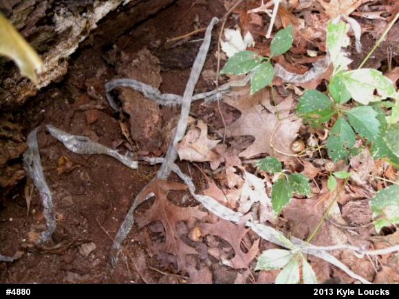 Timber Rattlesnake