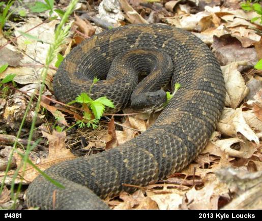 Timber Rattlesnake