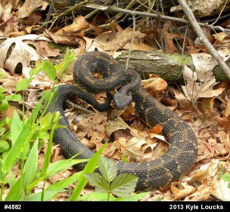 Timber Rattlesnake
