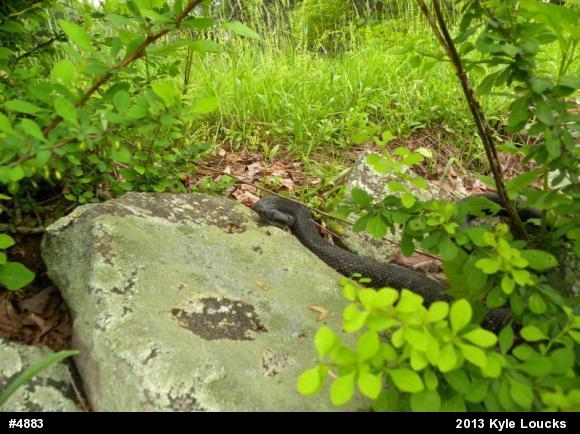 Timber Rattlesnake
