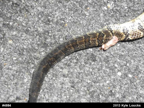 Timber Rattlesnake