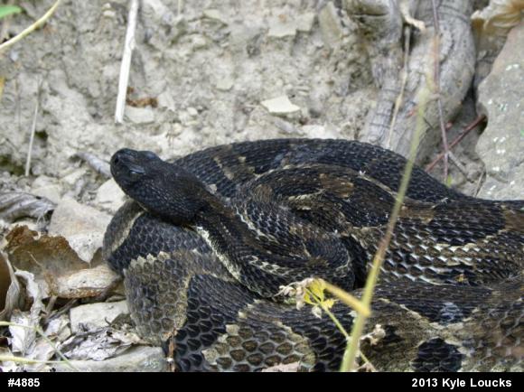 Timber Rattlesnake
