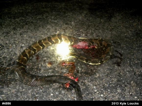 Timber Rattlesnake