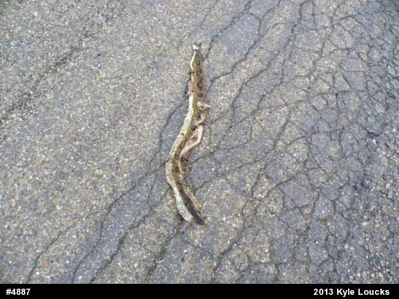 Timber Rattlesnake