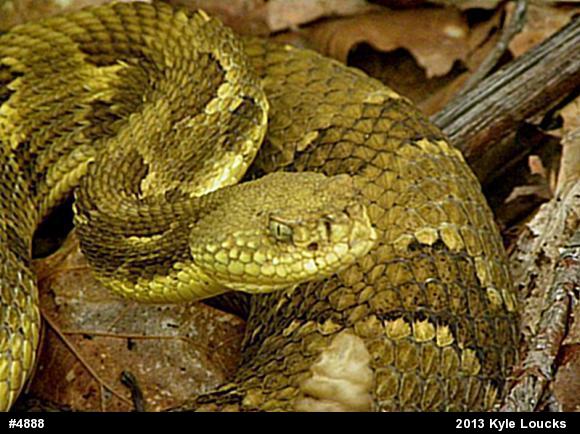 Timber Rattlesnake