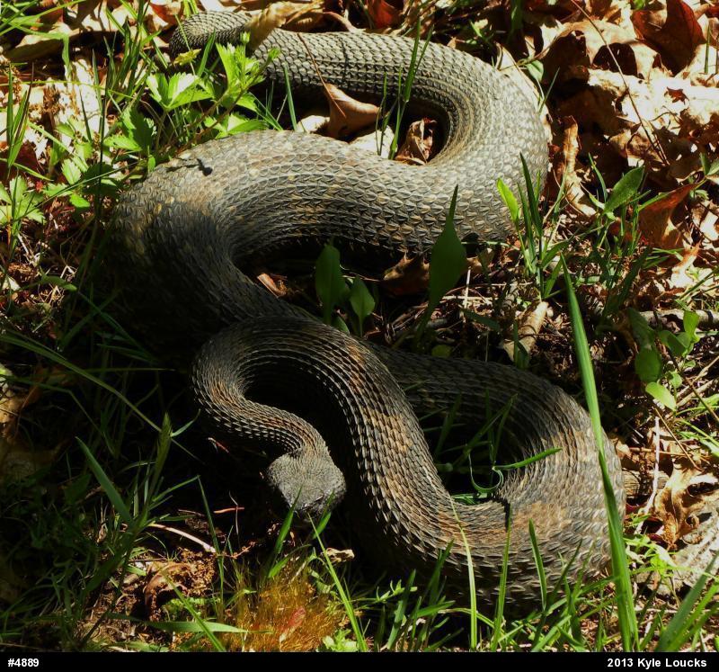 Timber Rattlesnake