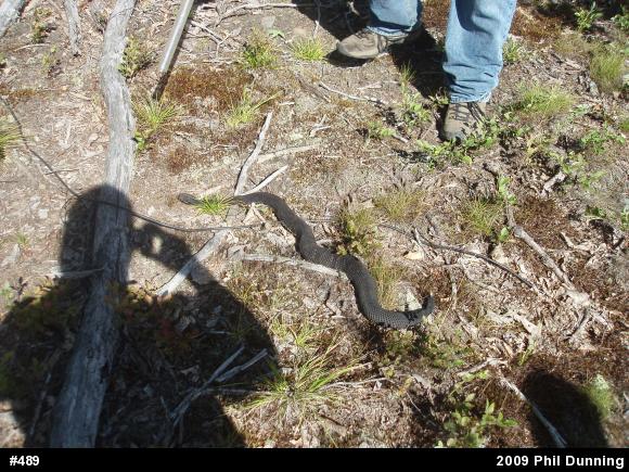 Timber Rattlesnake
