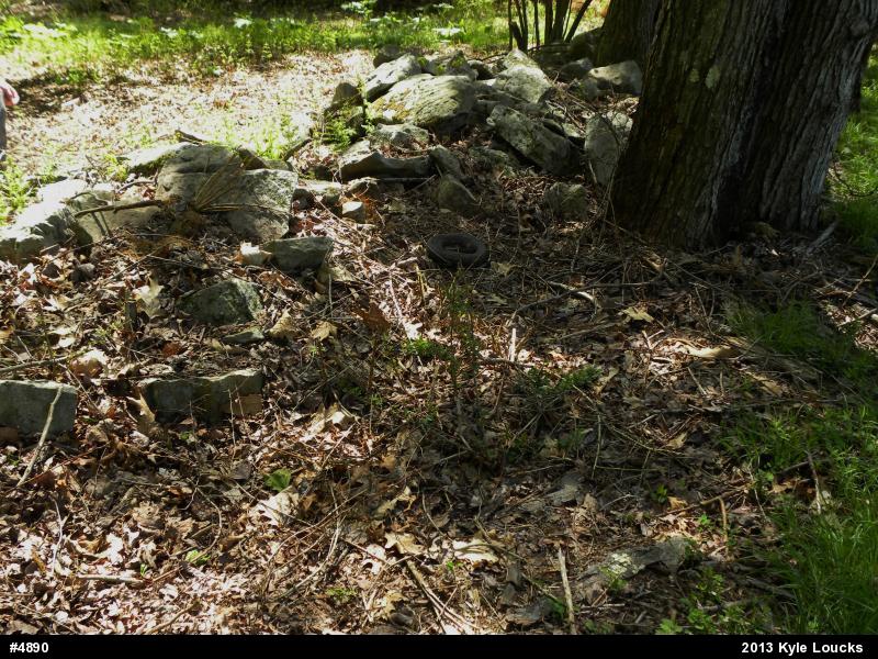 Timber Rattlesnake