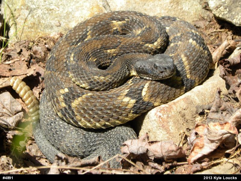 Timber Rattlesnake
