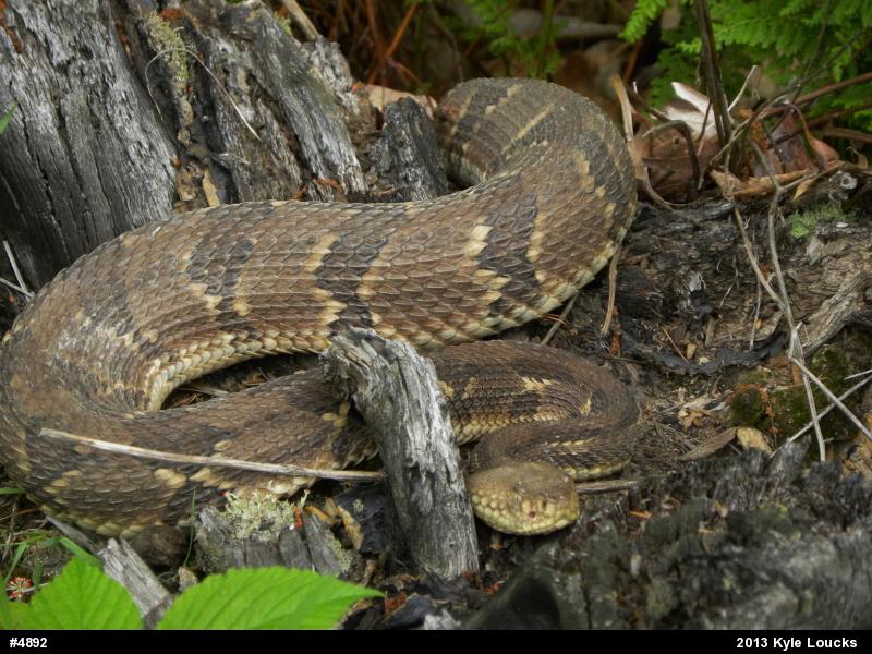 Timber Rattlesnake