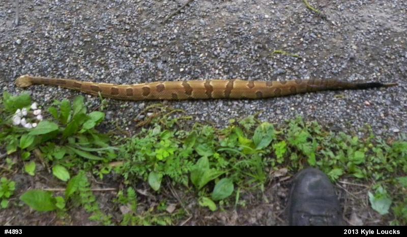 Timber Rattlesnake
